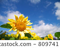 Sunflower field 809741
