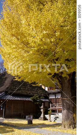 Horikoshi Akira Kannon's colorful ginkgo Horikoshi Akira Kannon's colorful ginkgo 809956