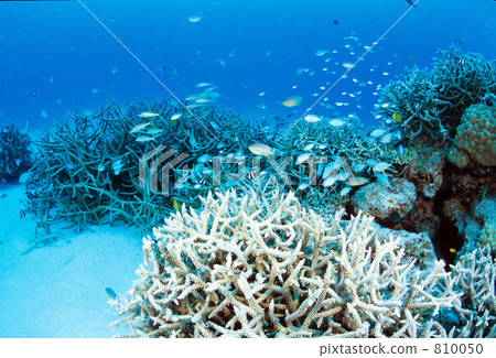 blue green damselfish, blue-green chromis, saltwater fish 810050