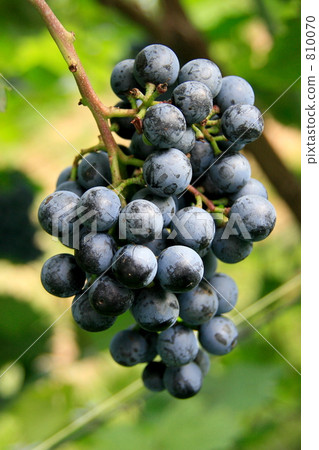 山藥和長相思葡萄果實 810070