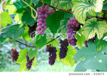 特拉華種葡萄果實和鎂缺乏症狀 810073