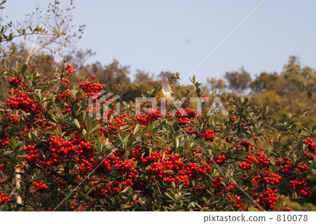 Medicine that harbors the red fruit Medicine that harbors the red fruit 810078