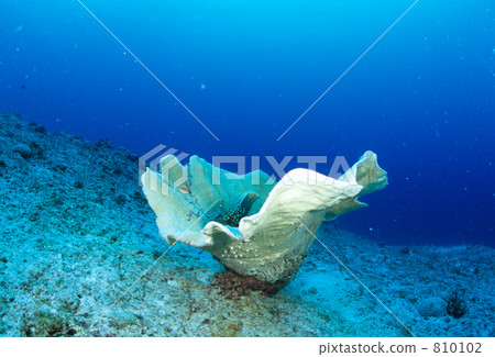 coral, in the sea, undersea 810102