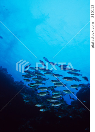 金帶鯛 金成蔭海束 宮古島 810112