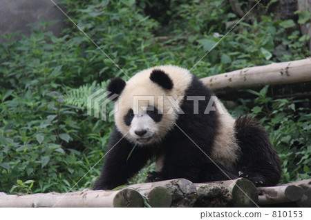 panda, pandas, Giant Panda 810153
