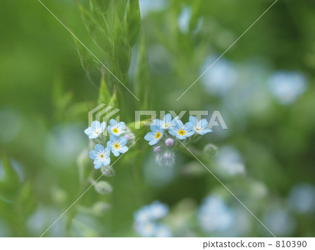 myosoti, myosotis scorpioide, bloom 810390