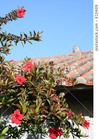 Ryukyus House and Hibiscus 810489