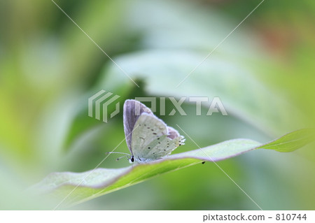 Lurrishimi Lurrishimi 810744