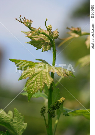Shrimp and young leaves of grapes Shrimp and young leaves of grapes 810989