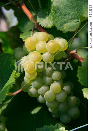 Chardonnay grape fruit: Chardonnay grape Chardonnay grape fruit: Chardonnay grape 811012