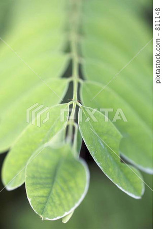 葉子 811148