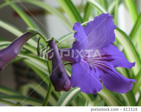 A carpath A carpath 811528