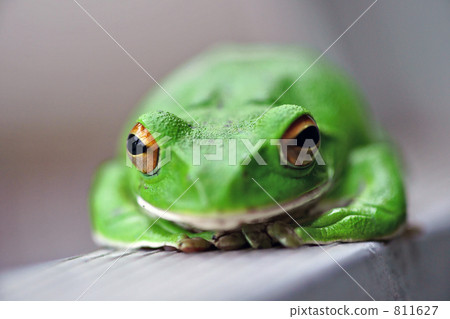 Moriaogael close-up 2 811627