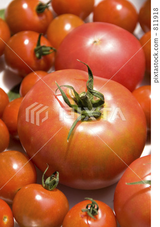 Tomato Tomato 811918