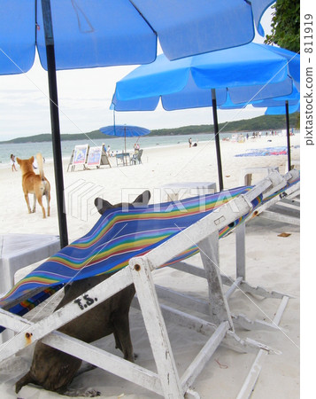 Koh Samet beach and dog koh samet Koh Samet beach and dog koh samet 811919