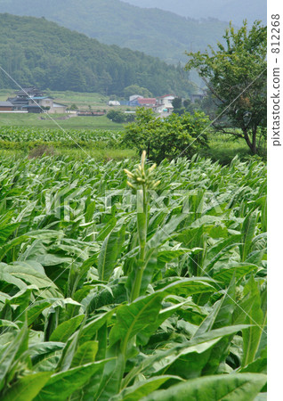 Contract cultivation of Tono walk / leaf tobacco 812268