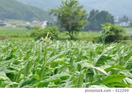 Tono步行/菸葉的合同栽培 812269