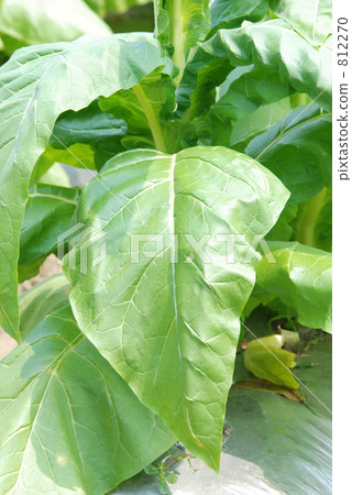 Tono步行/菸葉的合同栽培 812270