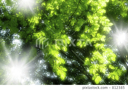 Sunbeams 812385