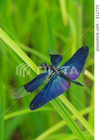 蝴蝶蜻蜓 812772