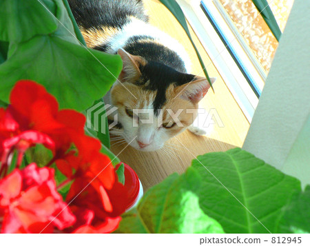 毛孩 貓 貓咪 812945