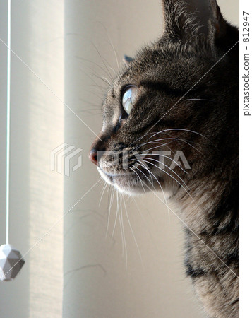 毛孩 貓 貓咪 812947