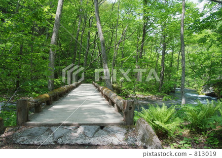 Oirase streams nature walking trail 813019