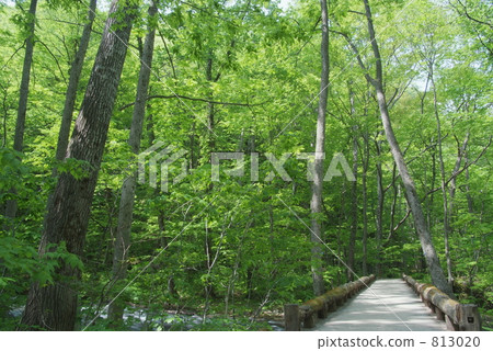 Oirase streams nature walking trail 813020