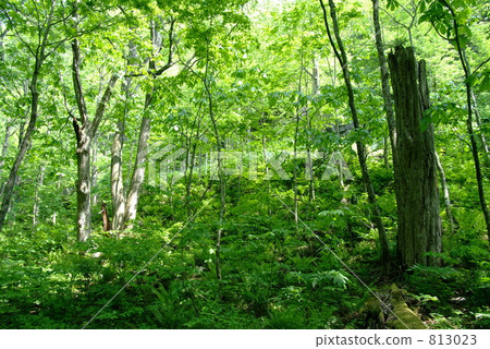 Ancient woods Ancient woods 813023