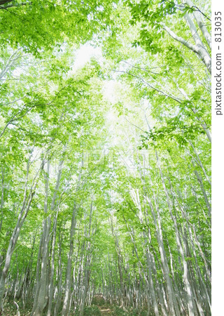 Beech group forest 813035