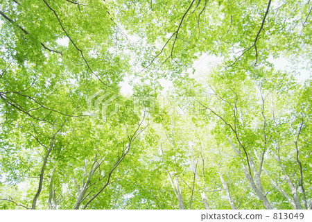 Beech group forest Beech group forest 813049