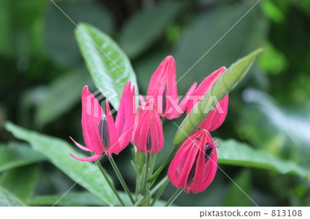 Pavonia · Kermeziana 813108