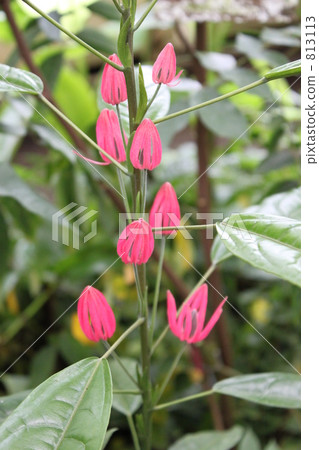Pavonia · Kermeziana 813113