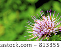 綠色的薊 813355