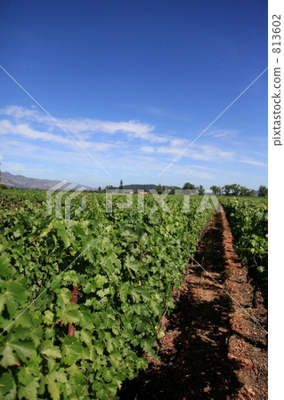 Vineyards in California 813602
