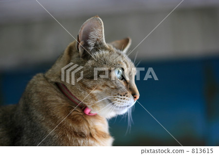 一隻貓的輪廓 813615