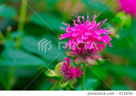 Monalda / Didyma 813656