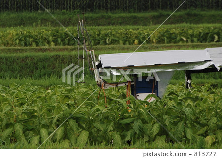 tobacco field, agricultureh, farming 813727