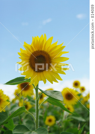 Looking at sunflower 814089
