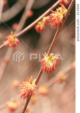 Fu sakura flower 814988