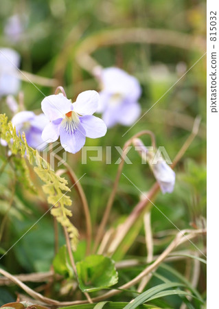 中提琴 中提琴 815032