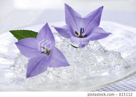 latticework, indoor, fresh flowers 815112
