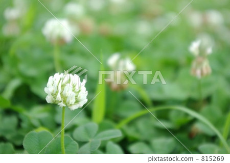 Happy white clip Happy white clip 815269