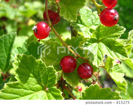 redcurrant, cultivated currant, red currant 815275