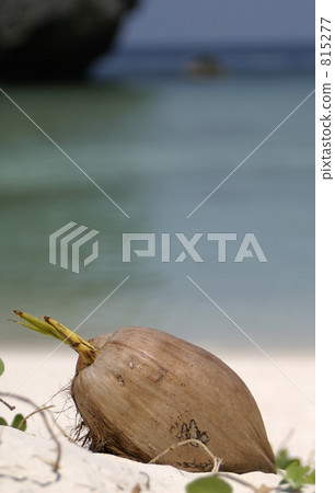 Phuket · Phi Phi Island, Palm Fruit Phuket · Phi Phi Island, Palm Fruit 815277