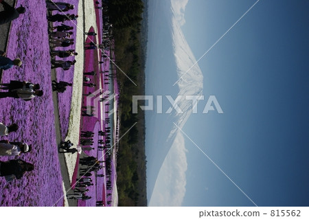 富士芝桜祭 芝櫻 櫻花 815562