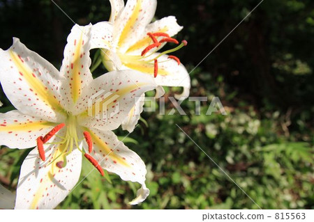 高麗百合 山百合 百合 815563