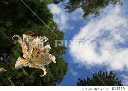 lily, mountain lily, golden-banded lily 815569