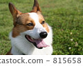在柯基犬草原 815658