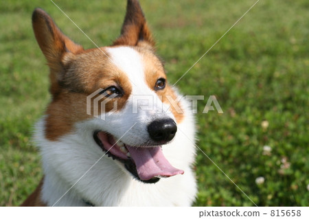 在柯基犬草原 在柯基犬草原 815658